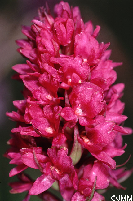 Gymnadenia conopsea x Gymnadenia rhellicani
