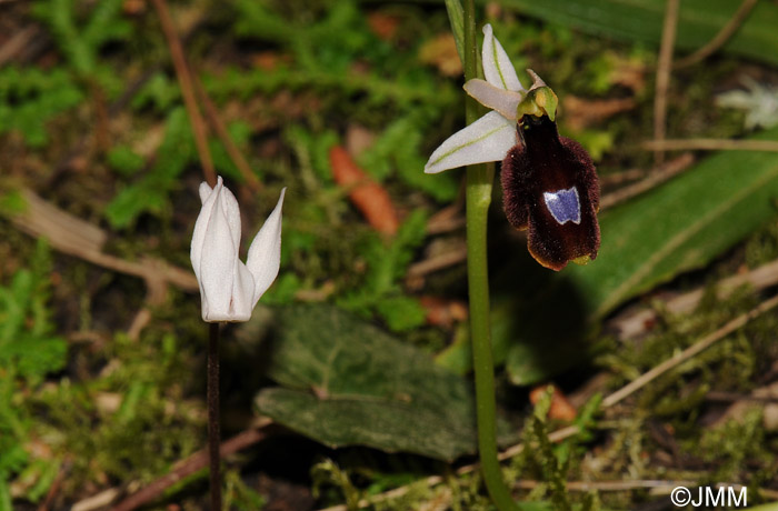 Cyclamen balearicum & Ophrys balearica