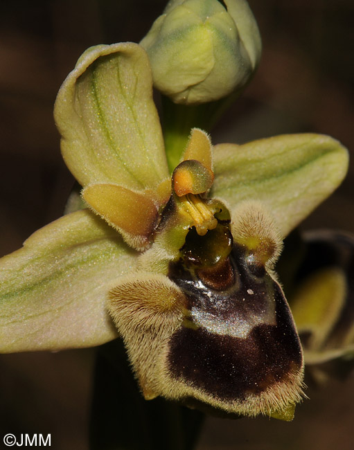 Ophrys bombyliflora x Ophrys spectabilis = Ophrys x melineae