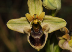 Ophrys bombyliflora xOphrys spectabilis = = Ophrys x melineae
