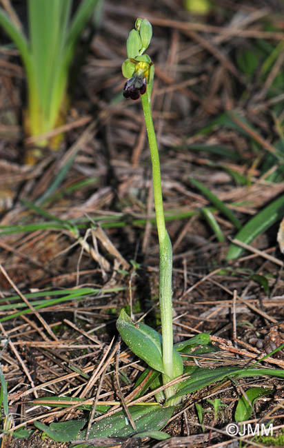 Ophrys decembris