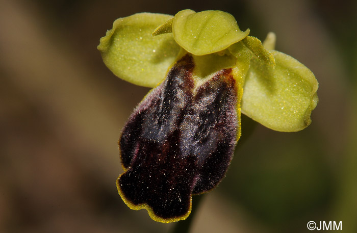 Ophrys fabrella