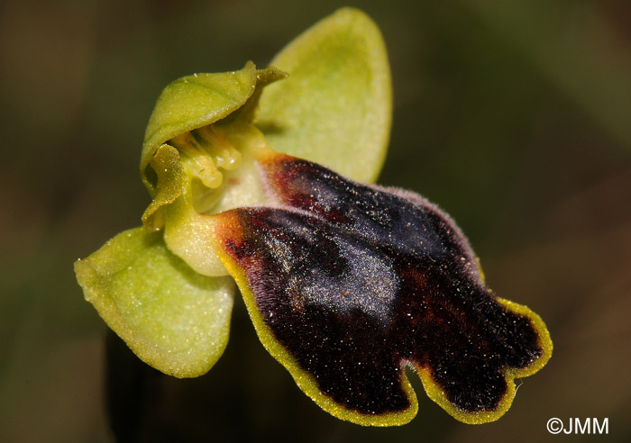 Ophrys fabrella