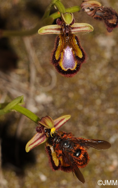 Ophrys speculum pollinis par Dasyscolia ciliata subsp. ciliata