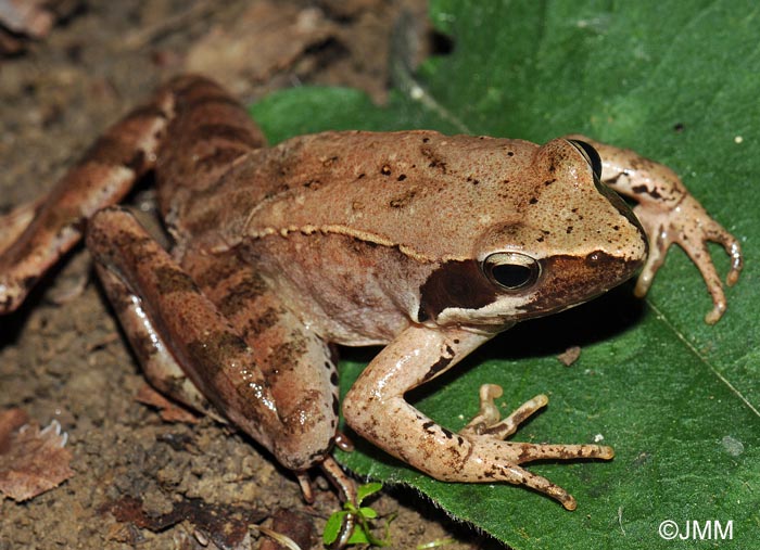 Rana latastei : grenouille de Lataste