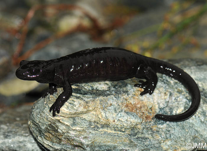 Salamandre de Lanza : Salamandra lanzai