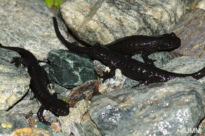 Salamandre de Lanza : Salamandra lanzai