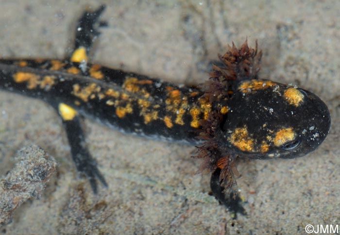 Salamandra salamandra salamandra