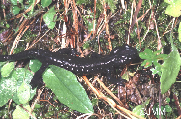 Salamandre noire