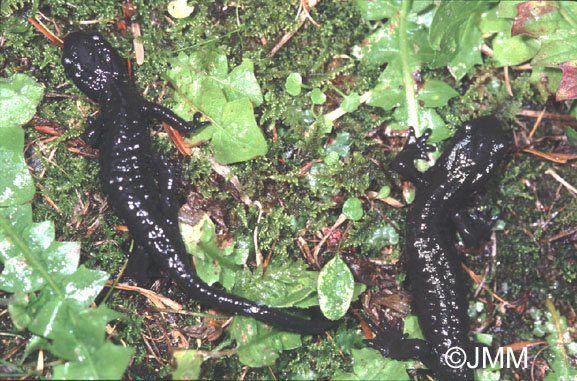Salamandre noire