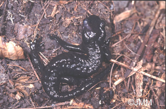 Salamandre noire