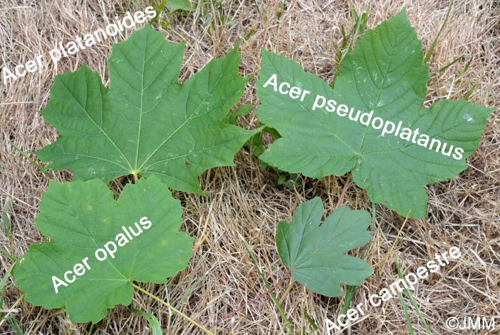 Comparaison des feuilles d'Acer campestre, opalus, platanoides et pseudoplatanus
