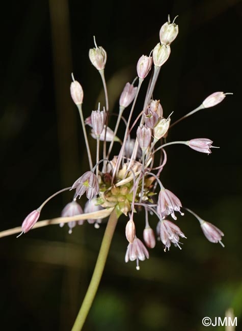 Allium consimile