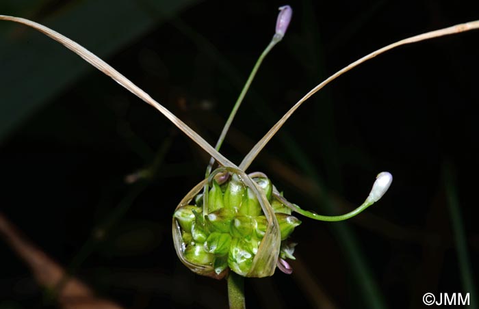 Allium flexum