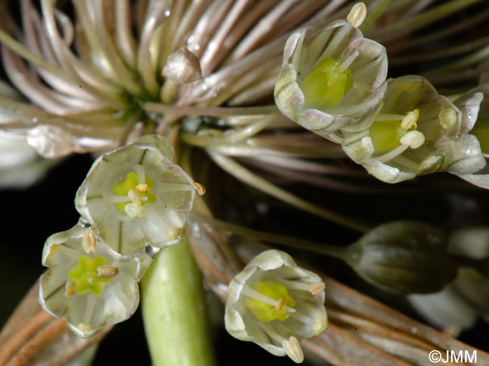 Allium longispathum