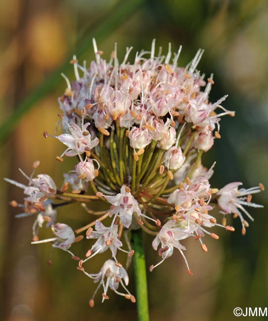 Allium suaveolens