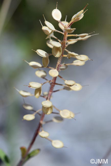 Alyssum bertolonii = Odontarrhena bertolonii