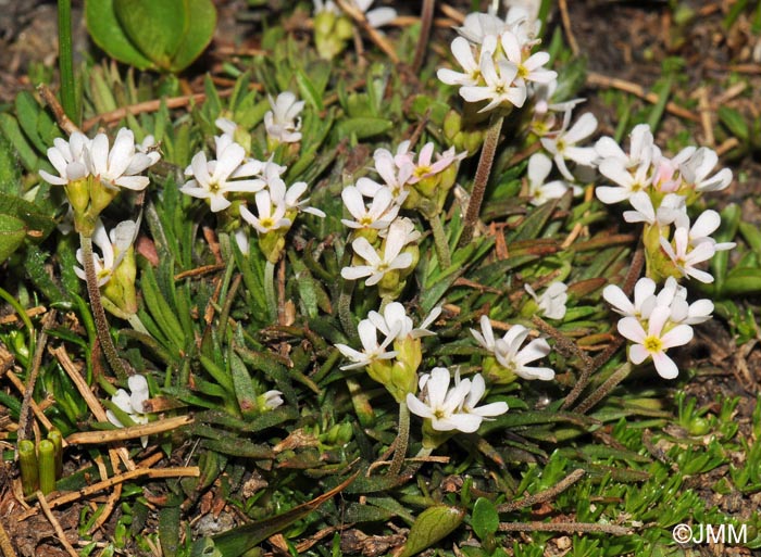 Androsace adfinis subsp. brigantica