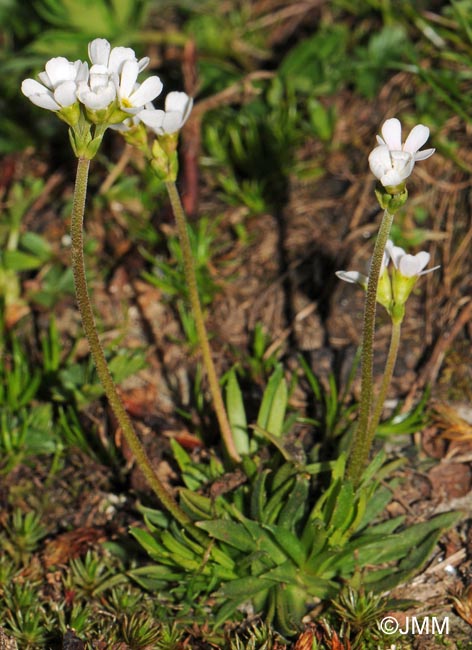 Androsace adfinis subsp. brigantica