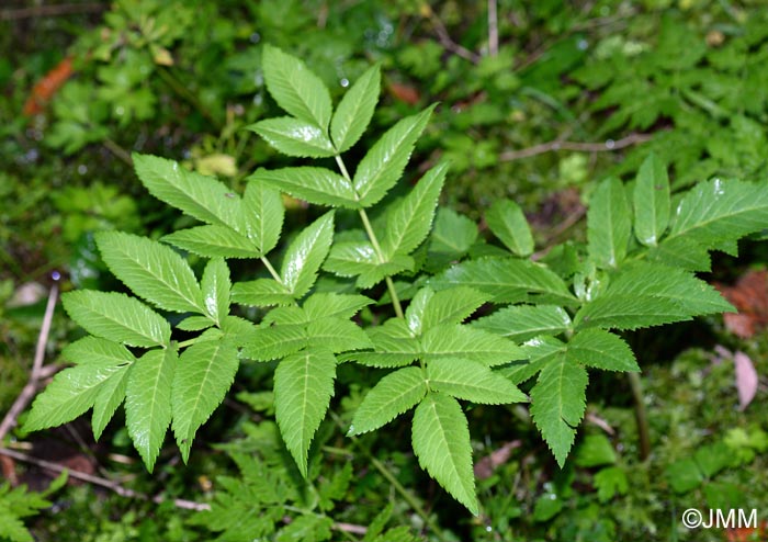 Angelica sylvestris subsp. bernardae