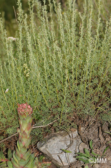 Artemisia alba & Sempervivum tectorum
