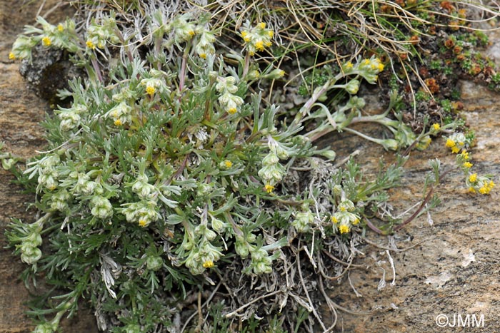Artemisia umbelliformis
