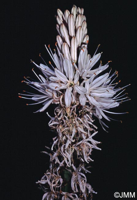 Asphodelus albus subsp. delphinensis
