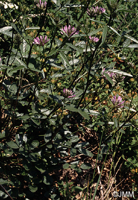 Bituminaria bituminosa
