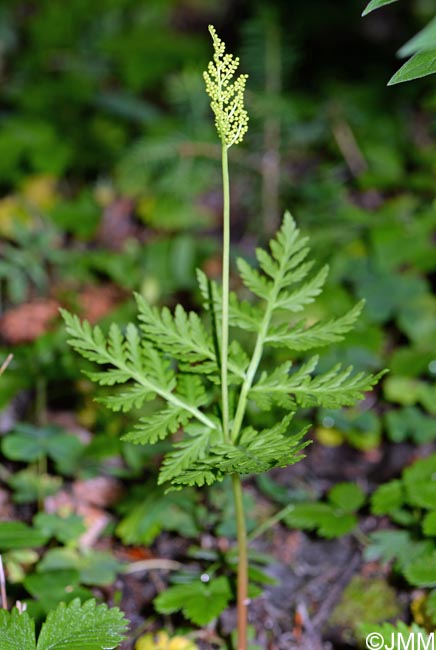 Botrychium virginianum = Botrypus virginianus