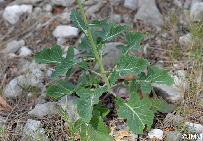 Brassica montana