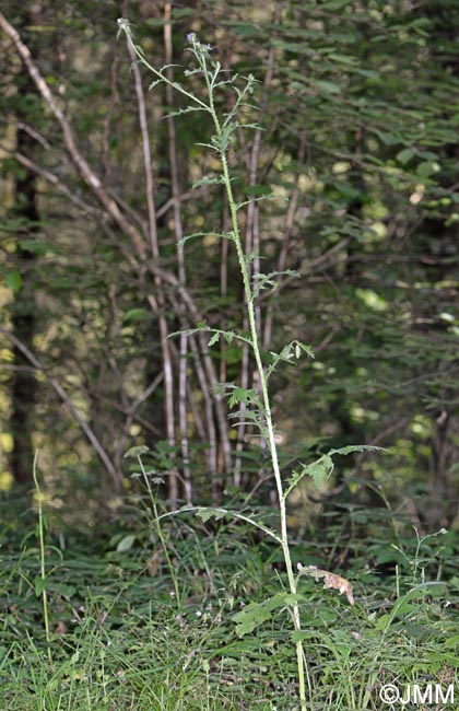 Carduus crispus subsp. multiflorus