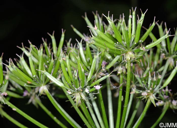 Chaerophyllum hirsutum