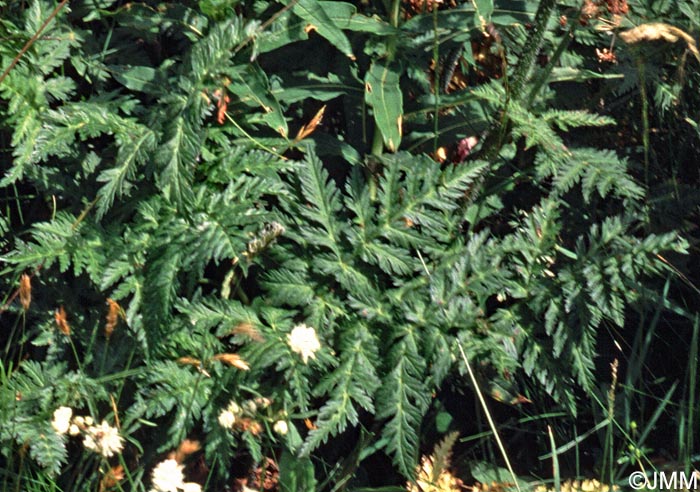 Chaerophyllum villarsii