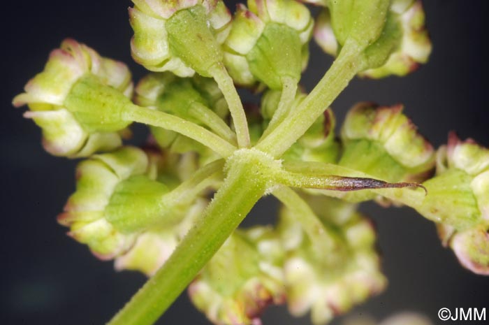 Dichoropetalum carvifolia = Peucedanum carvifolium