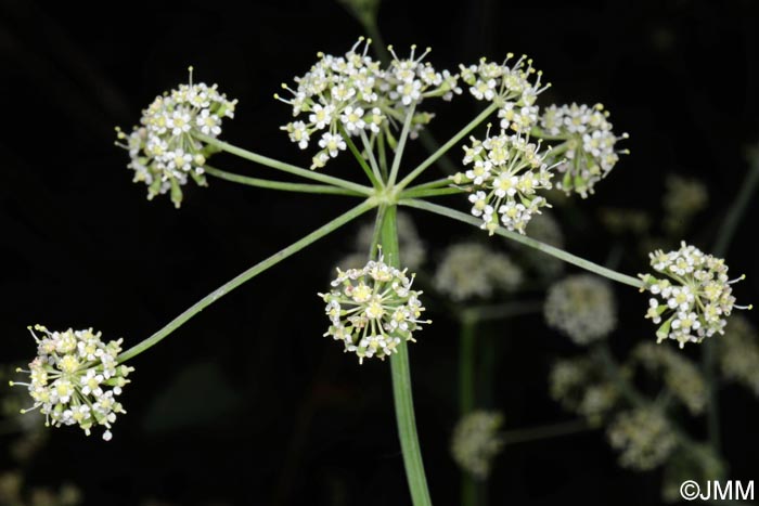 Dichoropetalum carvifolia = Peucedanum carvifolium