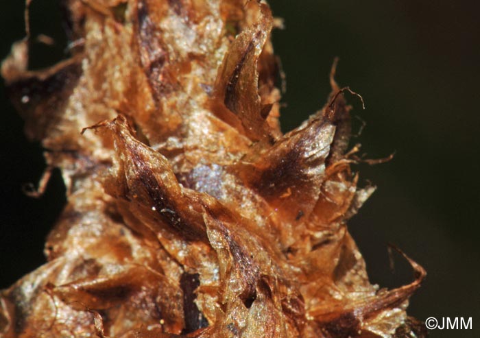 Dryopteris dilatata : cailles de la base du ptiole