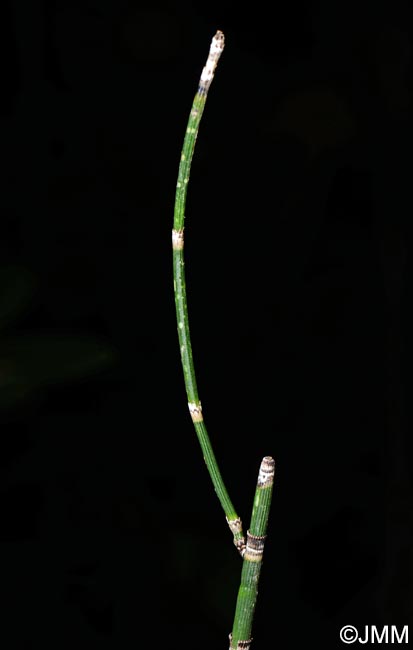 Equisetum x moorei = Equisetum hyemale x equisetum ramosissimum
