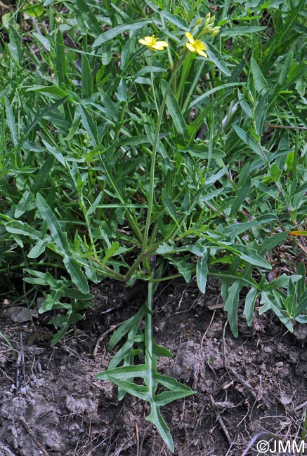 Erucastrum nasturtiifolium = Erucastrum nasturtiifolium subsp. nasturtiifolium