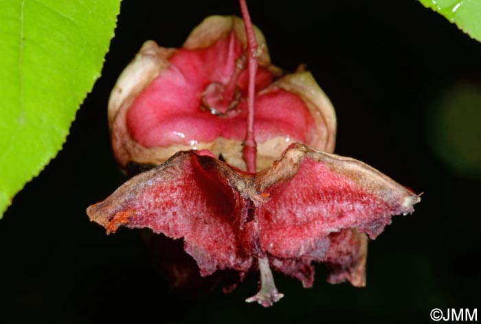 Euonymus latifolius