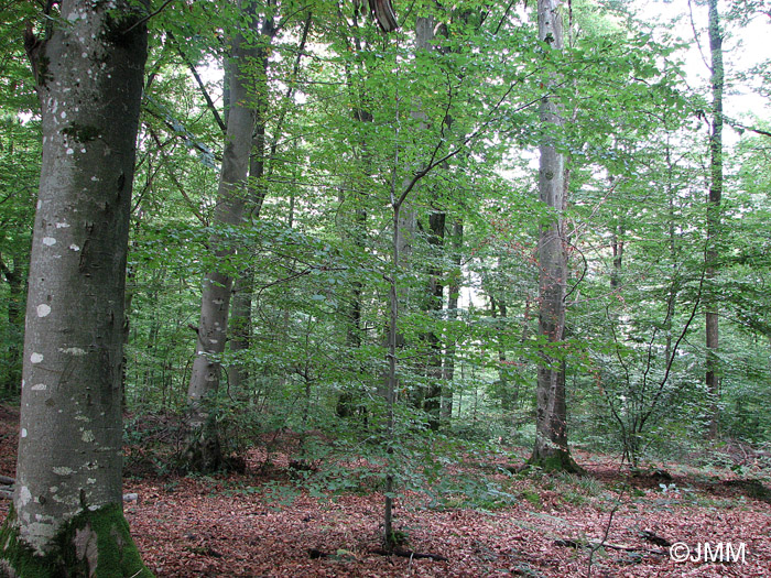 Fagus sylvatica