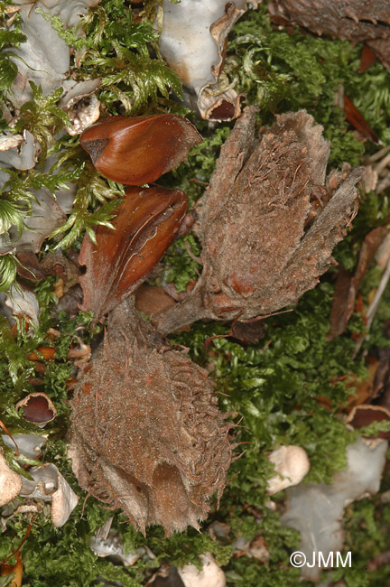 Fagus sylvatica : Fanes et aknes