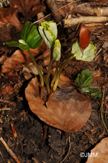 Fagus sylvatica