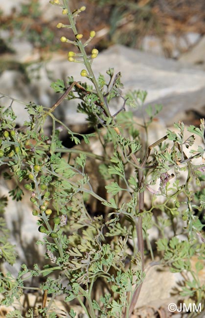 Fumaria officinalis subsp. wirtgenii
