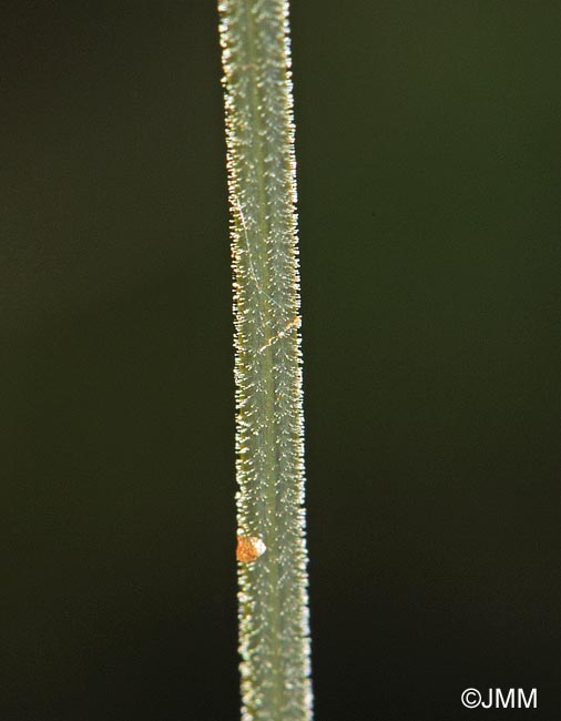 Gymnocarpium robertianum : dtail de la pilosit