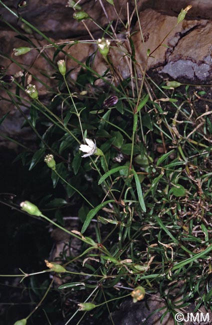 Heliosperma pusillum = Heliosperma pusillum subsp. pusillum = Silene pusilla