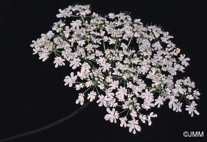 Heracleum alpinum