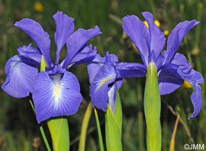Iris latifolia = Iris xiphioides