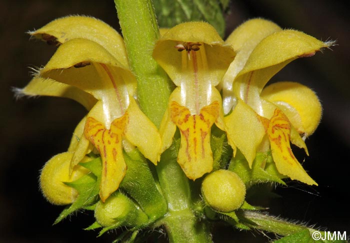 Lamium galeobdolon subsp. montanum