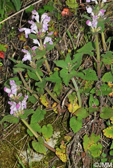 Lamium garganicum subsp. garganicum