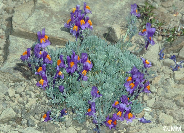 Linaria alpina subsp. alpina